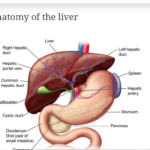 the functionsm of the liver